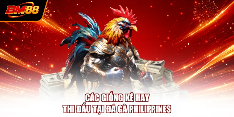 Các giống kê hay thi đấu tại đá gà Philippines